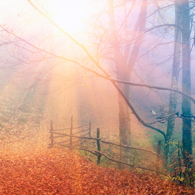 Balance and Sandalwood